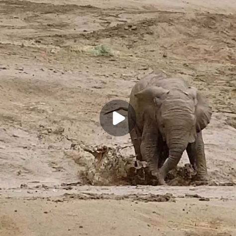 𝙀𝙡𝙚𝙥𝙝𝙖𝙣𝙩𝙨 𝙒𝙤𝙧𝙡𝙙 🐘 on Instagram: "Baby elephant playing with his bath! 💦🥰😂 ▪️ 🐘 𝐓𝐚𝐠 𝐚𝐧 𝐄𝐥𝐞𝐩𝐡𝐚𝐧𝐭 𝐥𝐨𝐯𝐞𝐫 𝐚𝐧𝐝 𝐬𝐡𝐚𝐫𝐞 🐘 ▪️  𝐈𝐟 𝐲𝐨𝐮 𝐥𝐨𝐯𝐞 𝐄𝐥𝐞𝐩𝐡𝐚𝐧𝐭𝐬 𝐭𝐡𝐞𝐧 𝐝𝐨 𝐟𝐨𝐥𝐥𝐨𝐰 👇  @elephantsofworld  ▪️  ▪️  ▪️ 𝑫𝑴 𝒇𝒐𝒓 𝒄𝒓𝒆𝒅𝒊𝒕 ▪️  ▪️  ▪️ ➖ ➖ ➖ ➖ ➖ ➖ ➖ ➖ ➖ ➖ ➖ ➖ #elephant #elephantlove #elephants #elephantlover #elephantlovers #elephantfamily #elephantsofworld #elephantparade #elephantjournal #elephantsantuary #elephantbaby#elephantorphanage #elephant🐘 #elephantears #elephantrock #elephantbar #elephantear #elephantear #elephantcamp #elephantjunglesanctuary #elephantarmy#elephantrescue #elephantconservation #elephantshirt #elephantandcastle #elephantpants #elephantsafari #elephantday" Baby Elephants Playing, Elephant World, Elephant Camp, Elephants Playing, Elephant And Castle, Elephant Rock, Elephant Parade, Elephant Pants, Baby Elephants