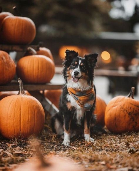 Halloween Dog Photography, Fall Dog Pictures, Fall Dog Photos, Fall Nostalgia, Autumn Dogs, Dog Photoshoot Pet Photography, Facts About Halloween, Dog Autumn, Halloween Puppy