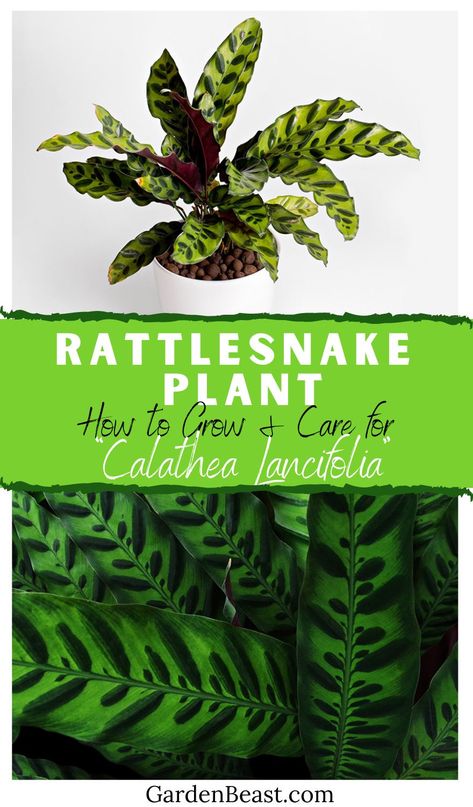 Read our guide to the Rattlesnake Plant for everything you will ever need to know! Tips for growing & caring for the “Calathea Lancifolia” | rattkesnake plant indoor care | rattlesbake plant propagation | houseplants | calathea lancifolia plant care | indoor plants #rattlesnakeplant #houseplants Rattlesnake Plant, Calathea Lancifolia, South American Rainforest, Popular House Plants, Tropical Flower Plants, Plant Indoor, Plant Propagation, Indoor Plant Care, Plant Guide