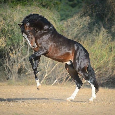 Horse Photography Poses, Horse Rearing, Marwari Horses, Portugal Lisbon, Horse Inspiration, Bay Horse, Photography Workshop, Most Beautiful Animals, Majestic Horse