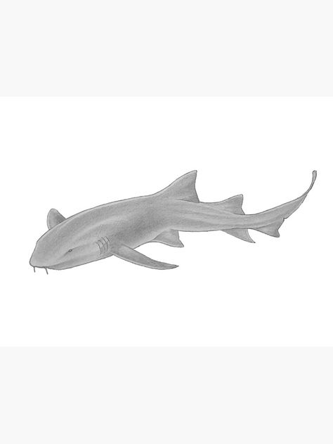 "Nurse Shark" Poster by sharkboyalex | Redbubble Nurse Shark Drawing, Shark Painting Easy, Nurse Shark Tattoo, Shark Reference, Cardboard Shark, Shark Drawing Easy, Alex Hall, Watercolors Drawings, Shark Poster