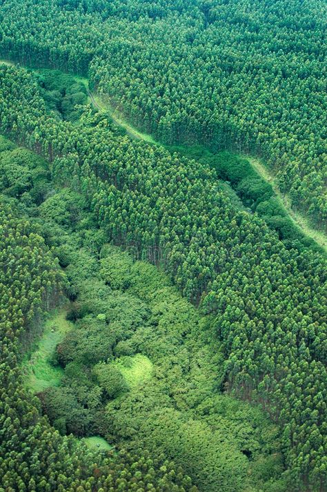 Big Island aerial shot - eucalyptus rain forest. Big Island aerial shot - rain f , #sponsored, #aerial, #shot, #Big, #Island, #forest #ad Forest Aerial View, Island Forest, Background Study, Tree Photoshop, The Sound Of Rain, Angels On Earth, Digital Design Trends, Rain And Thunder, Rain Sounds