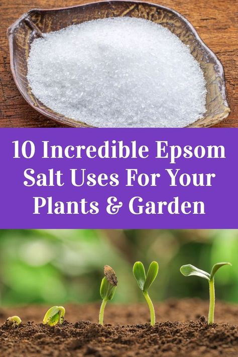 Epsom Salt For Plants, Epsom Salt Garden, Epsom Salt Uses, Digestive Aid, Epson Salt, Garden Remedies, Backyard Vegetable Gardens, Garden Hacks, Garden Help