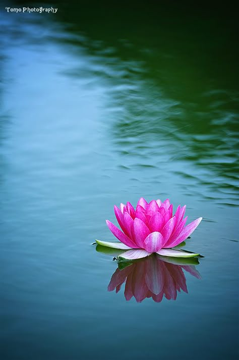 water lotus Lotus Flower Painting, Perjalanan Kota, Lotus Garden, Lotus Flower Pictures, Lotus Flower Art, Lotus Painting, Lily Lotus, Image Nature, Lily Pond