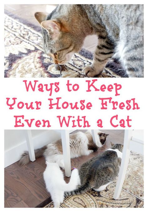 Ways to Keep Your House Fresh Even With a Cat - My 3 Little Kittens Clean House With Cats, How To Catify Your House, Must Have Cat Products, Cat Tips And Tricks, Best Cat Products, Cat Tricks Training, Cat Hacks Indoor, Cat Essentials Products, Cat Tips Indoor