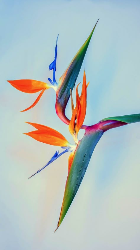 Cosplay Wallpaper, Birds Of Paradise Plant, Paradise Painting, Anime Magazine, Heaven Wallpaper, Bird Of Paradise Plant, Paradise Flowers, Paradise Plant, Birds Of Paradise Flower