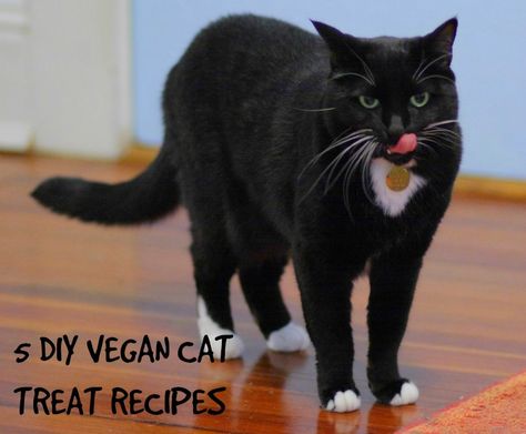 DIY Vegan Cat Treat Recipes http://www.peta.org/living/companion-animals/5-easy-diy-vegan-cat-treat-recipes/ Kitten Recipes, Cat Training Tricks, Diy Cat Treats, Cat Breeding, Animal Treats, Cats Stuff, Cat Hacks, Healthy Cat, Cat Treat Recipes