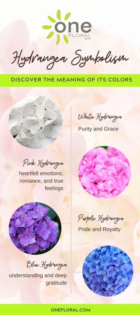 hydrangea pink purple blue white garden flower Hydrangea Symbolism, Hydrangea Meaning, Hydrangea Flower, Blue Hydrangea, True Feelings, Hydrangea, Round Shape, Aquamarine, Gratitude