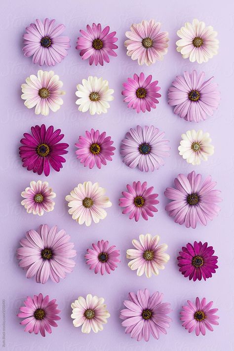 Purple daisy collection by Ruth Black for Stocksy United Iphone Wallpaper Purple Flower, Purple Flower Background, Zestaw Ikon, Purple Flowers Wallpaper, Pink Flowers Wallpaper, Daisy Wallpaper, Flowery Wallpaper, Purple Daisy, Flower Iphone Wallpaper