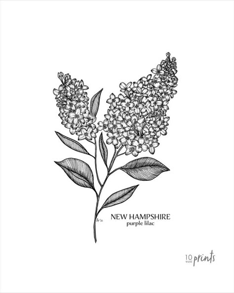 New Hampshire State Flower, Lilac Wine Tattoo, Lilac Drawing Black And White, Lilac Branch Tattoo, Lilac Flower Tattoo Black And White, New Hampshire Tattoo Ideas, Lilac Tree Tattoo, Small Lilac Tattoo Black And White, Simple Lilac Tattoo Black And White