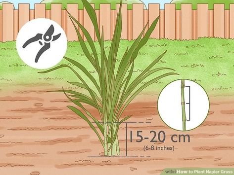 3 Ways to Plant Napier Grass - wikiHow Elephant Grass Plants, Grass Plants, Western Michigan University, Waterwise Garden, Western Michigan, Water Wise, Water Conservation, Uganda, Insects