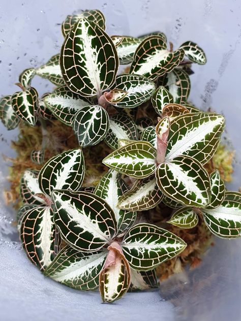 Lawn Ideas, Jewel Orchid, Garden Goals, Garden Magic, Plant Wishlist, Plant Goals, Strange Flowers, Garden Inspo, Leafy Plants