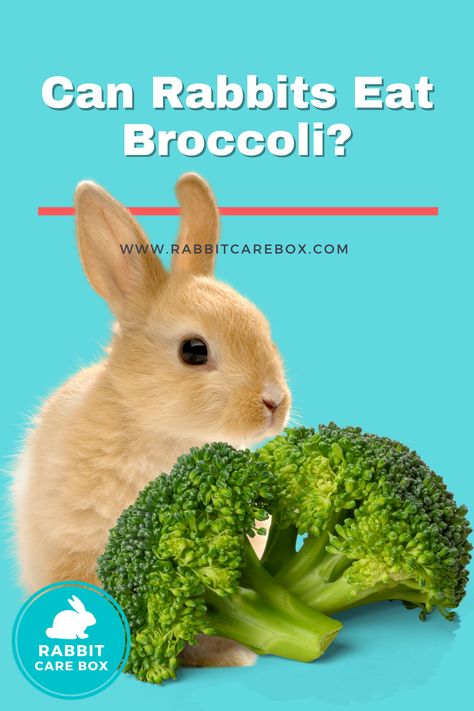 can rabbits eat broccoli What Rabbits Can And Cant Eat, Rabbit Veggies, Rabbit Feeding, Rabbit Diet, Raising Rabbits, Pet Bunny Rabbits, Rabbit Pictures, Rabbit Eating, Rabbit Care