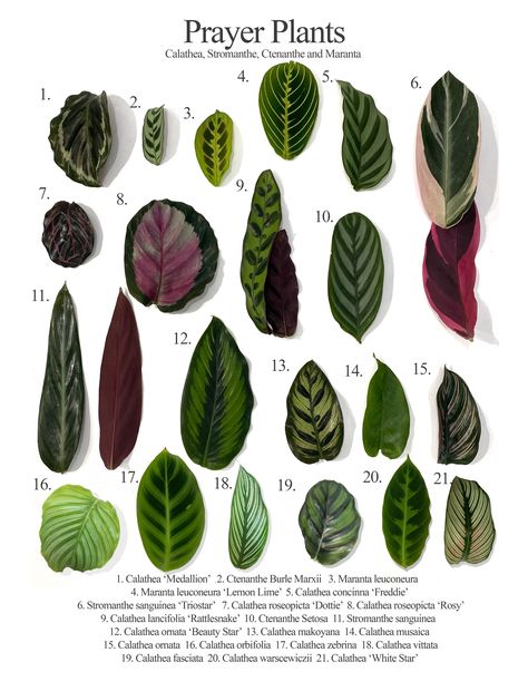 Plant Goals, Calathea Plant, Prayer Plant, Plant Identification, House Plants Decor, House Plant Care, House Plants Indoor, Plant Mom, Plant Lady