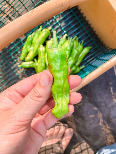 When I choose what I want to plant each spring in the back of my mind I am always thinking about what I can preserve for later, and fill up our pantry with.  We use quite a bit of pepperoncini… Canning Pepperchini Peppers, Canning Pepercinni, Pickling Pepperoncini Peppers, Canning Peppercinis, Greek Pepperoncini Recipe, How To Pickle Pepperoncini, How To Can Pepperoncini Peppers, How To Make Pepperchini Peppers, Canned Pepperoncini Peppers