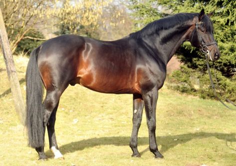 Dark Bay Horse, Horse Coat Colors, Warmblood Horses, Horse Pics, Horse Colors, Horse Inspiration, Bay Horse, Types Of Horses, Akhal Teke