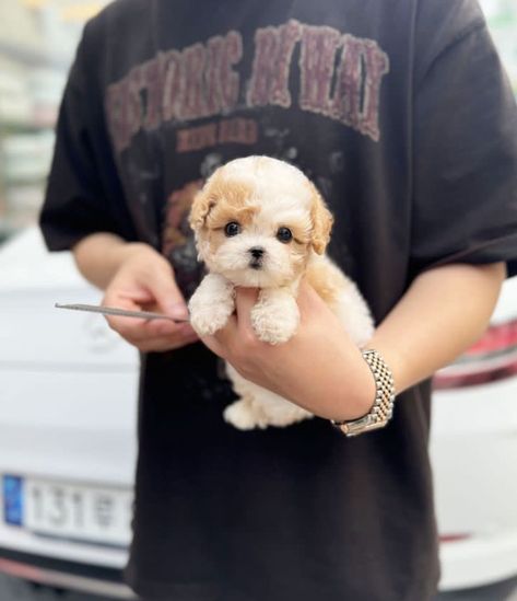 🚩Happy to introduce Mateo the cute and sweet teacup ☕️Poodle puppy 🐶 now available and ready to go. Teacup Poodle Puppies, White Tea Cup, Teacup Poodle, Tea Cup Poodle, Teacup Puppies, Poodle Puppy, White Tea, Ready To Go