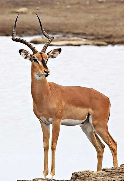 African Impala, Impala Animal, South African Animals, African Animals Photography, Namibia Africa, Deer Photos, Africa Wildlife, African Wildlife, Wild Dogs