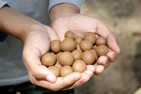 Bee-friendly fun: how to make seed balls for your garden - Honey Bee Suite Mud Pie Recipe, Seed Balls, Edible Seeds, Bee Friendly, Wildflower Seeds, Mud Pie, Planting Seeds, Honey Bee, Simple Ingredient