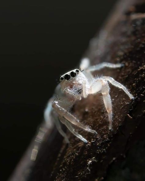 Jumping Spider, Arachnids, Spiders, Beautiful Creatures, Animal Kingdom, Insects, Animals, White