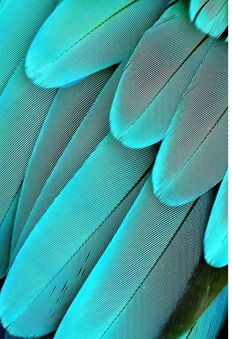 Feathers Turquoise Aesthetic, Shades Of Turquoise, Aqua Turquoise, Bleu Turquoise, Patterns In Nature, Tiffany Blue, Color Textures, Turquoise Color, Blue Aesthetic