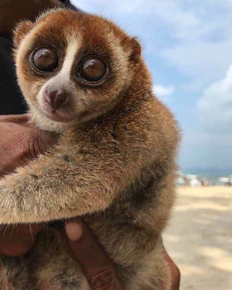 Wildlife Animals photography: Slow Loris | cute animals | cool animals | pygmy loris Scientists have long been fascinated with slow lorises, and until now, they haven't been able to pinpoint exactly why they have venom or how they use it. However, a new study suggests that slow lorises mainly use their toxic bites in fights against each other instead of defending themselves against other species. Slow Loris, Animals Photography, Cool Animals, Silly Animals, Tiktok Video, Cute Animal Photos, Wildlife Animals, Primates, Animal Photos