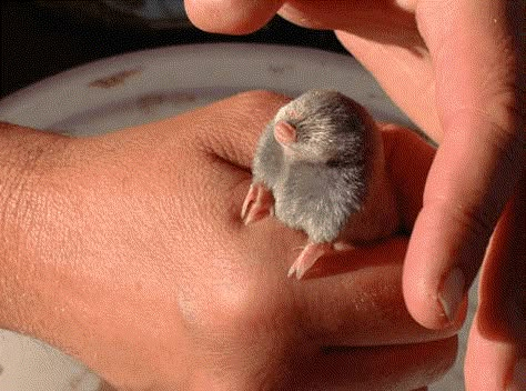 Baby Mole, Lizard Species, Pretty Animals, Baboon, Silly Animals, Rodents, Cute Creatures, Cute Little Animals, 귀여운 동물