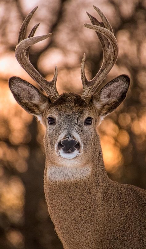 A Deer, Antlers, Close Up, Deer, Trees, Tumblr