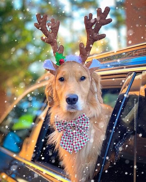 https://aniamlsworld.blogspot.com/ Holiday Card Pictures, Dog Christmas Photos, Dog Christmas Pictures, Christmas Dog Treats, Golden Retriever Christmas, Drawing Christmas, Dog Embroidery Designs, Dog Christmas Card, Dog Photoshoot