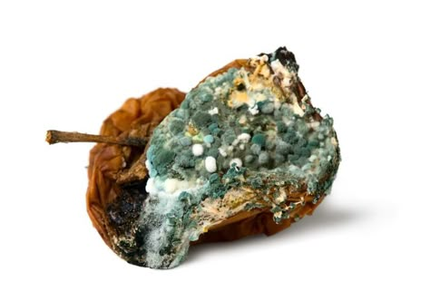 Moldy Fruit, Penicillin Allergy, Mold Allergy, Rotten Food, Decay Art, Growth And Decay, Art Alevel, Brain Chemistry, Textile Sculpture