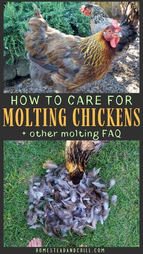 Chickens Losing Feathers, Molting Chickens, Chickens 101, Wild Chicken, Egg Laying Chickens, Backyard Chicken Coop Plans, Urban Chickens, Backyard Chicken Farming, Chicken Health