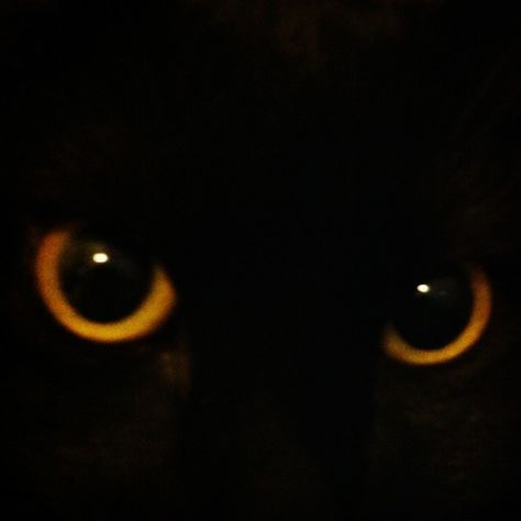 Black cat - yellow eyes. Mi little monster :) Black Cat Yellow Eyes Aesthetic, Black Cat Yellow Eyes, Oc Board, Yellow Cat, Yellow Eyes, Little Monsters, Silly Cats, Eye Art, Black Cats