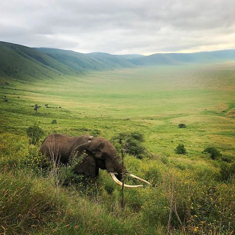 Ngorongoro Crater Tanzania, Africa Bucket List, Ngorongoro Crater, Nice Photography, Save The Elephants, Nat Geo, Best Answer, African Elephant, All Around The World