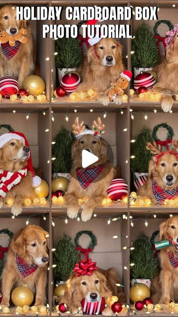 Sunday | Not Your Typical  Golden Retriever on Instagram: "This is your sign to do a holiday cardboard box photo shoot with your dog.✨I have made a quick and easy tutorial for you that makes editing super easy. I did everything on my phone . All you need is a cardboard box and some props. The photos do not have to be perfect just have fun and trust the process! ✨📸 

This is a great activity to share with you friends and family over the holidays! 🌲I hope you try it. Please tag us if you do I’d love to see all your photos and share some in my stories. 💕So we can all inspire each other! 🙌

#goldenretriever #doglover #dogparents #dogs #dogmom #dogsofinstagram #christmasdog #photographytutorial #diy" 12 Days Of Christmas Photo Ideas, New Years Box Photos, Pet Holiday Photos Ideas, Cute Dog Christmas Photos, Christmas Pet Photo Ideas, Christmas Dog Pictures Photo Ideas, Cardboard Box Christmas Photo, Diy Dog Christmas Photoshoot, Dog Christmas Pictures Ideas