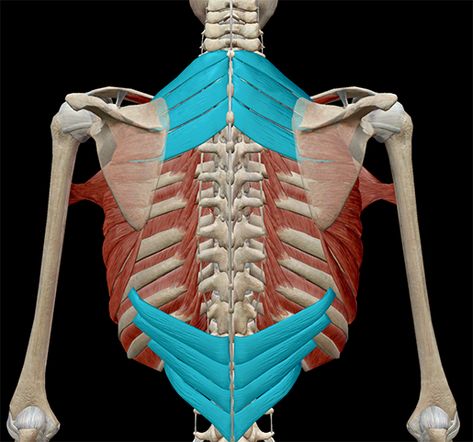 Learn Muscle Anatomy: Serratus Posterior Superior and Inferior Serratus Posterior, Human Body Anatomy, Muscle Anatomy, Myofascial Release, Body Anatomy, Muscles, Anatomy, Take A, Look At