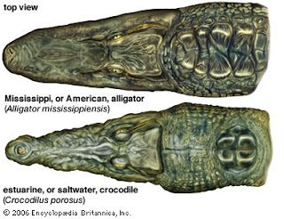 Alligator versus Crocodile (Top) Crocodile Reference, Estuarine Crocodile, Crocodile Images, Crocodile Species, Animal Management, Creature Anatomy, Nature Creatures, Crocodile Illustration, Saltwater Crocodile