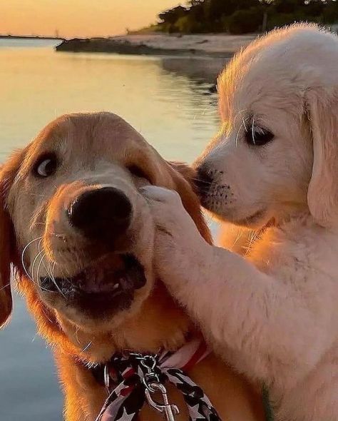 Chien Golden Retriever, Cute Dogs Images, Very Cute Puppies, Super Cute Puppies, Cute Dog Photos, Cute Animals Puppies, Dogs Cute, Very Cute Dogs, Really Cute Dogs