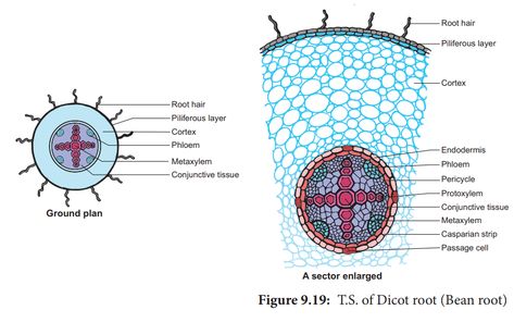 Dicot Root Diagram, Dicot Stem Diagram, Root Diagram, Neet Notes, Leaf Structure, Root Structure, Cell Structure, Biology Notes, Plant Cell