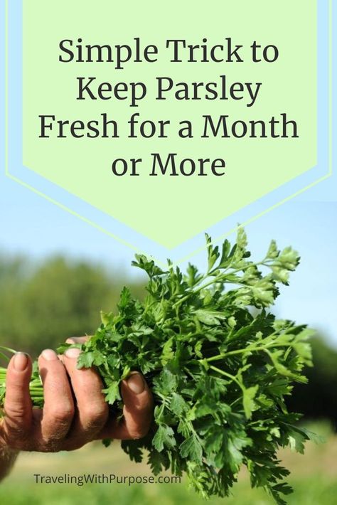 Preserving Fresh Parsley, Fresh Parsley Uses, Ways To Use Fresh Parsley, How To Preserve Fresh Parsley, What To Do With Fresh Parsley, Cooking With Parsley, How To Save Fresh Parsley, How To Preserve Parsley, Freezing Parsley Fresh Herbs