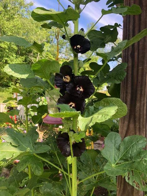 Black Hollyhocks Flower Gardens, Potting Shed, Flower Garden, Grapes, Flowers, Black