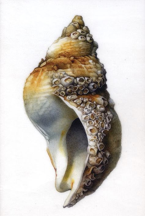 Barnacle Drawing, Barnacles Drawing, Barnacle Art, Gcse Art Sea Life, Barnacles On Whales, Watercolor Nautilus Shell, Water Gems, Metamorphosis Art, Surealism Art