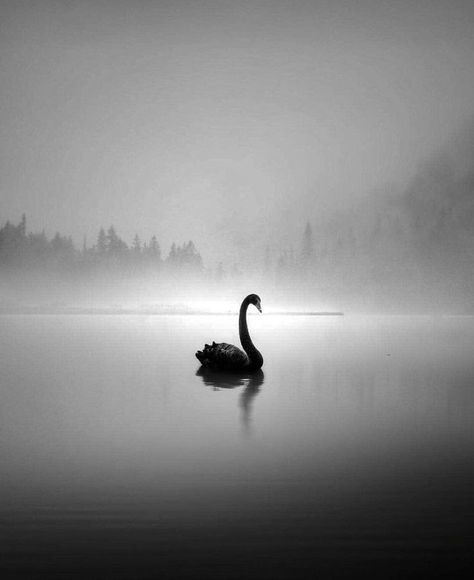 swan soul... Black Swan Animal, Black Swan Bird, Black Swan Movie, Swan Tattoo, Swan Wallpaper, Swan Pictures, Dark Swan, Swans Art, 캐릭터 드로잉