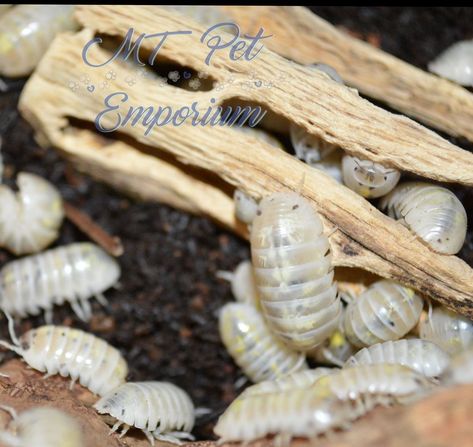 Magic Potion is a must-have to any isopod collection. These beautiful isopods will be the spotlight of any collection.   https://mtpetemporium.com/collections/armadillidium-isopods/products/armadillidium-vulgare-japanese-magic-potion  #isopods #isopod #woodlice #rolypoly #rollypoly #pillbug #crustacean #porcellio #Armadillidium #PorcellionidesPruinosus #OniscusOsellus #mtpetemporiumisopods #mtpetemporium #bio #bioactive #bioactivesetup #cuc #bioactivesetups #woodlices #rolypolys #crustaceans #c… Dairy Cow Isopods, Magic Potion Isopod, Pet Isopods, Isopod Breeding, Potato Bugs, Giant Isopod Deep Sea, Woodlice, Pill Bug, Hermit Crab