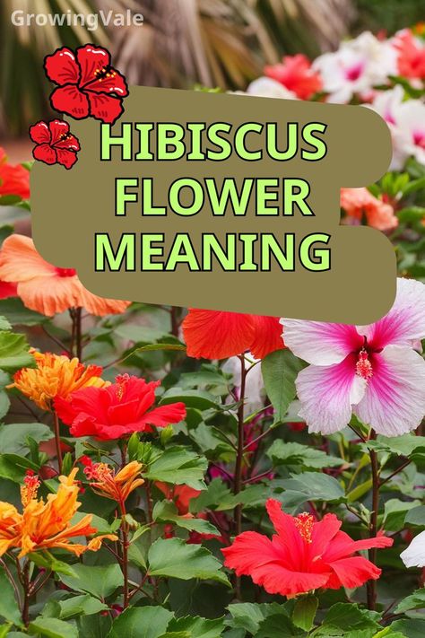 Hibiscus Flower Meaning Hibiscus Flower Meaning, Floral Names, Hibiscus Color, Hibiscus Plant, Flower Meanings, Color Meanings, Floral Photo, Yard Work, Hibiscus Flower