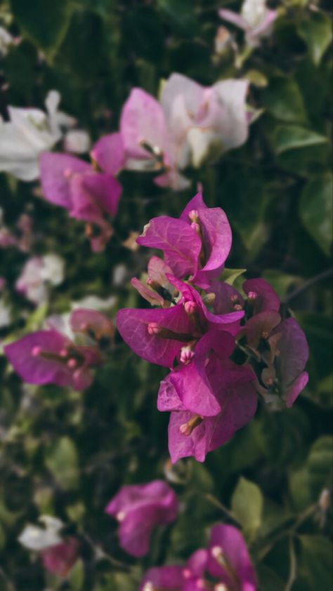 Bouganvilla Aesthetic, Maximus Tangled, Flower Captions, Flower Captions For Instagram, Nature Photography Flowers, Diy Crafts Love, Wallpaper Iphone Love, Nature Iphone Wallpaper, Iphone Wallpaper Landscape