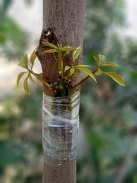 Tree Grafting, Grafting Fruit Trees, Grafting Plants, Orchard Tree, Mango Tree, Fruit Trees, Care Routine, Bird Feeders, Nuts