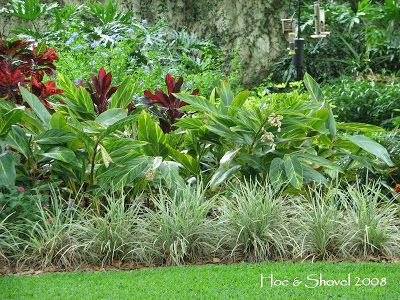 Variegated ginger, liriope, penta, red sister dracaena, croton, plumbago, split leaf philodendron, mexican petunia Variegated Ginger, Gardens For Kids, Central Florida Gardening, Shell Ginger, Outdoor Landscaping Ideas, Front Yard Porch, Zone 8b, Garden Bed Ideas, Ginger Plant