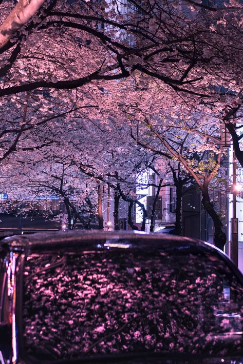 Nihonbashi Tokyo, Iphone Wallpaper Japan, Tokyo Sakura, Japan Aesthetic, Aesthetic Japan, Magical Garden, Flower Background Wallpaper, Beautiful Landscape Wallpaper, Japanese Aesthetic