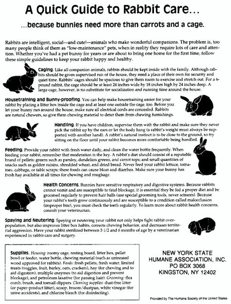 Quick Pet Rabbit Guide Rabbit Guide, Bunny Care Tips, Rabbit Information, Pet Rabbit Care, Rabbit Treats, All About Rabbits, Flemish Giant, Raising Rabbits, Pet Bunny Rabbits