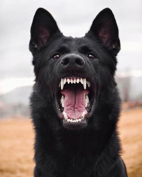 The face you don't want to see answer the door!!   @aikolovesarra    #germanshepherd #germanshepherds #germanshepherdmemes #germanshepherdphotos #germanshepherddog #gsdstagram #germanshepherdpictures#gsd #gsdphotos #gsdpictures German Shepherd, German Shepherds, German Shepherd dog, german shepherd memes, german shepherd photos, gsdstagram, german shepherd pictures, gsd, gsdphotos, gsd pictures Names Dog, German Shepherd Memes, German Shepherd Photos, Black German Shepherd Dog, Puppies Pictures, German Shepherd Pictures, Positive Dog Training, Dog German, Basic Dog Training